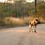 African Wild Dogs on the move