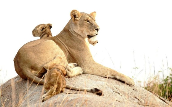 Lions at Ngama Lodge