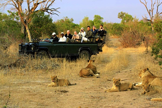 Viewing lions on a game drive in the Greater Kruger National Park